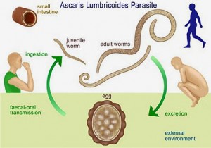 Ascaris Lumbricoides Parasite