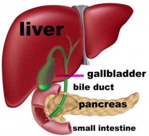 gallbladder2